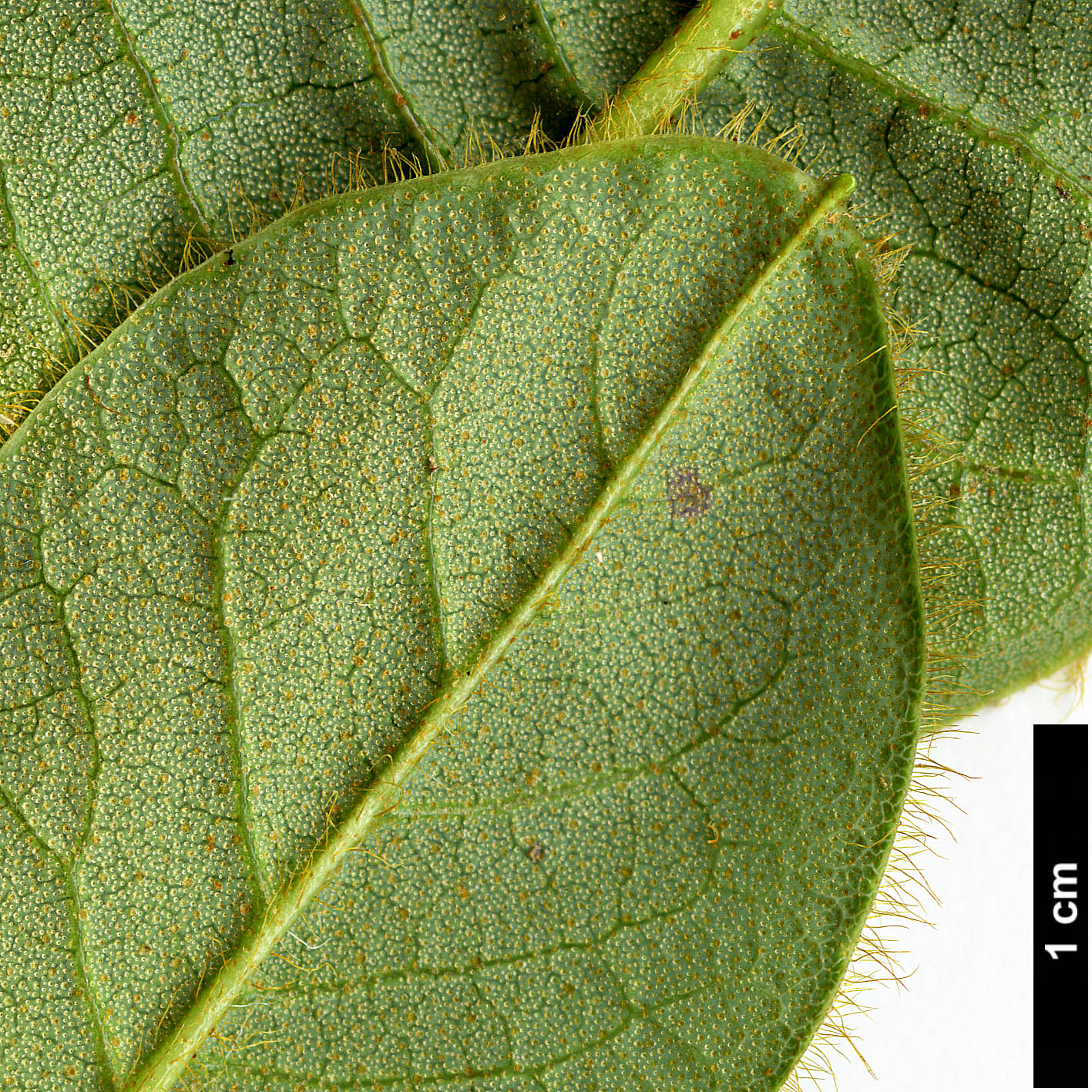 High resolution image: Family: Ericaceae - Genus: Rhododendron - Taxon: aff. valentinianum